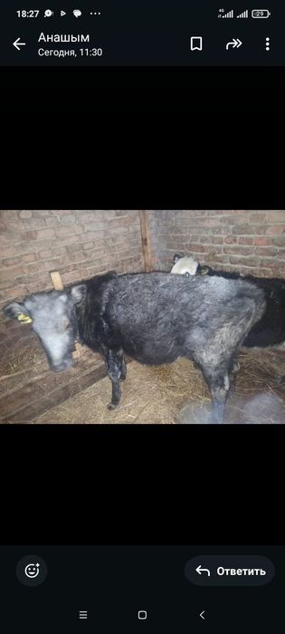 Продам телочку годовалую