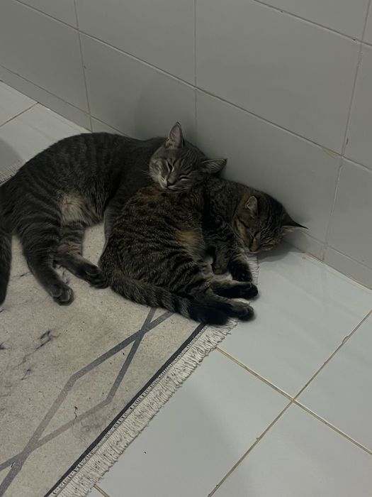 Кошки хорошие и ласковые
