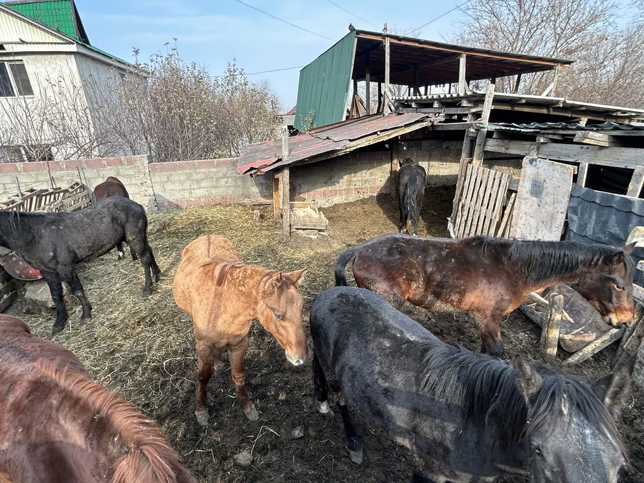 Продам Семь Лошадей