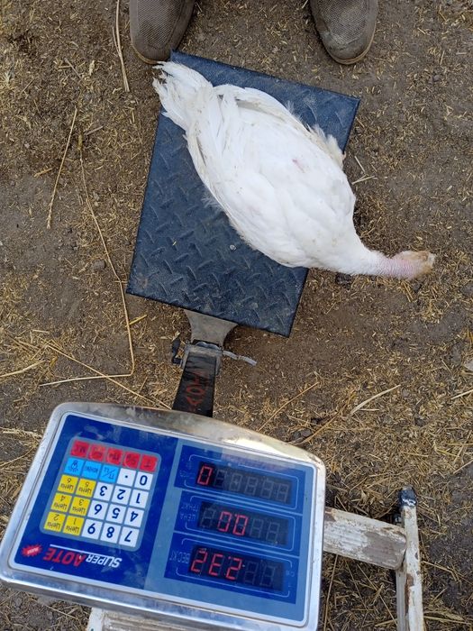 Big6 jojalari sotuvda cross varyant