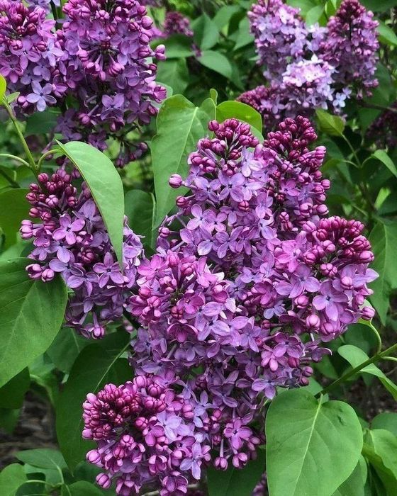 Лучшая свежая сирень оптом всего за 10.000 сум