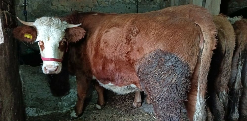 Vând junincă la prima fătare