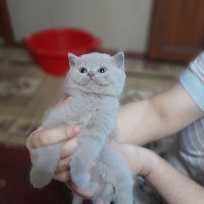 Sotiladi skotish fold