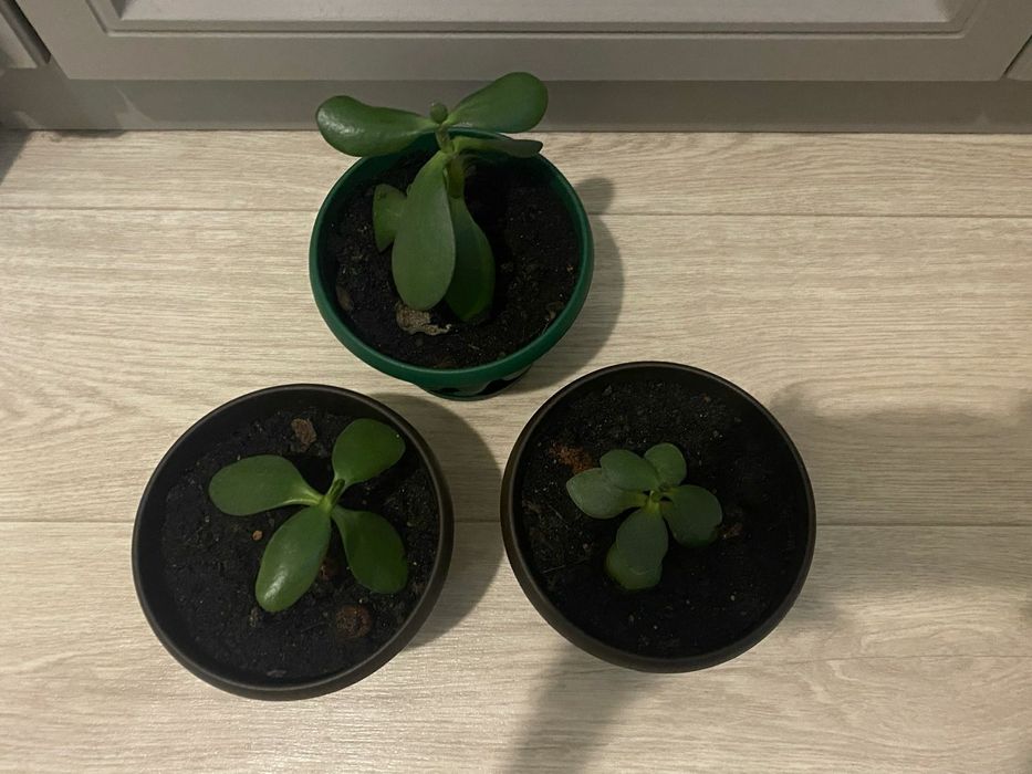 Продам комнатные цветы