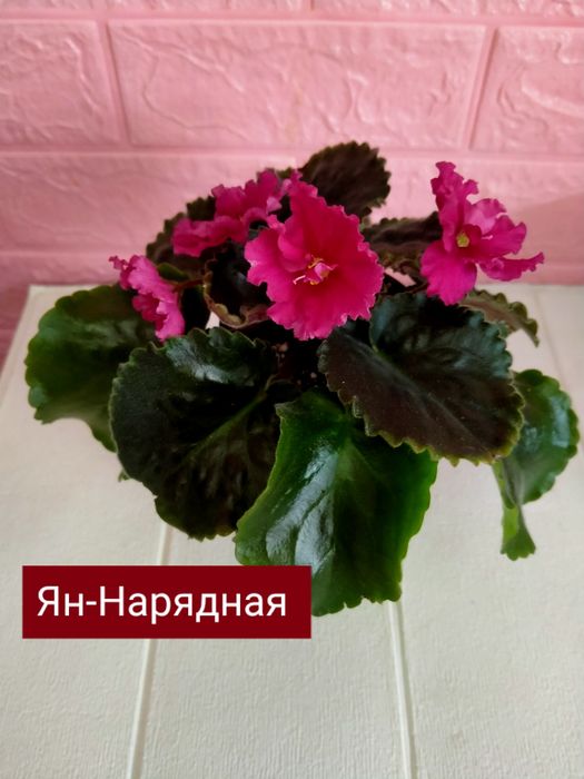 Фиалки! Фиалки! Фиалки!