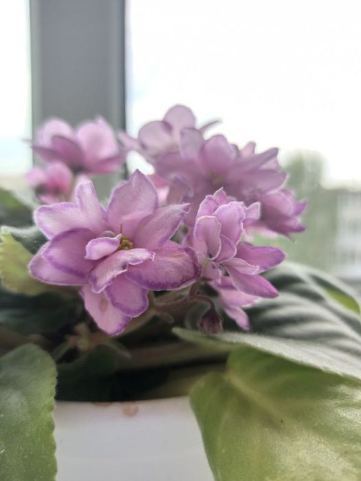 Детки сенполии(фиалки)