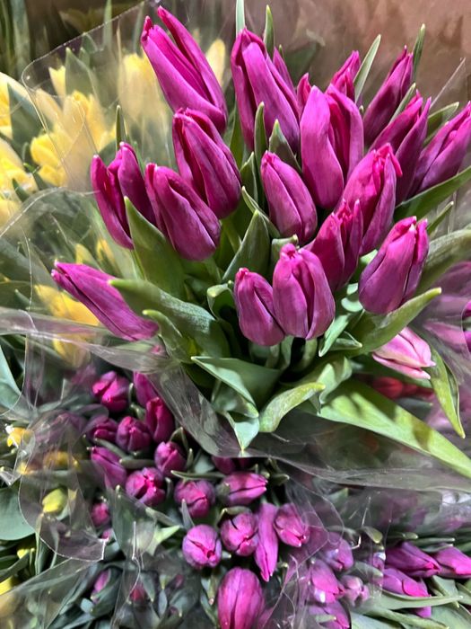 Тюльпаны, которые решают вопрос