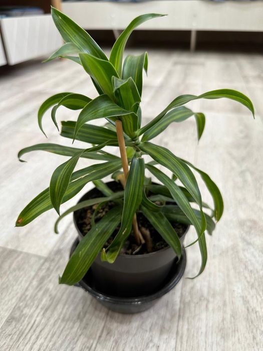 Продаются  цветы