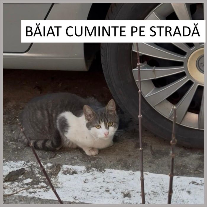 ADOPȚIE - Motănel de 9 luni