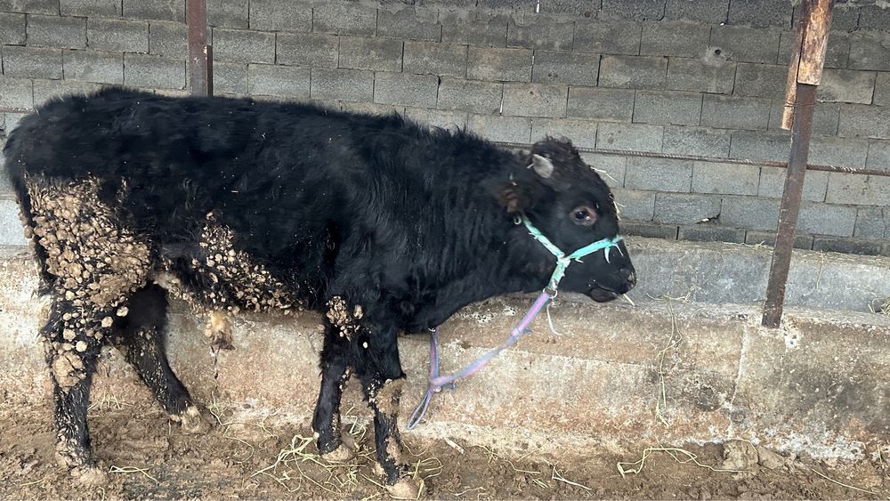 Семіз бұқа сатылады