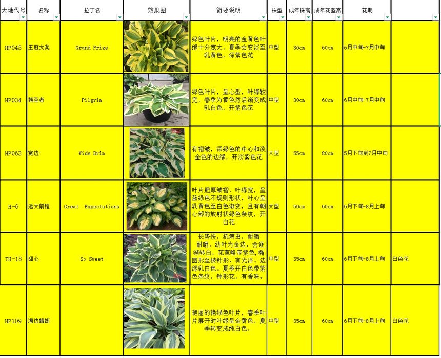 Хоста гуллар оптом хитойдан биринчи кул