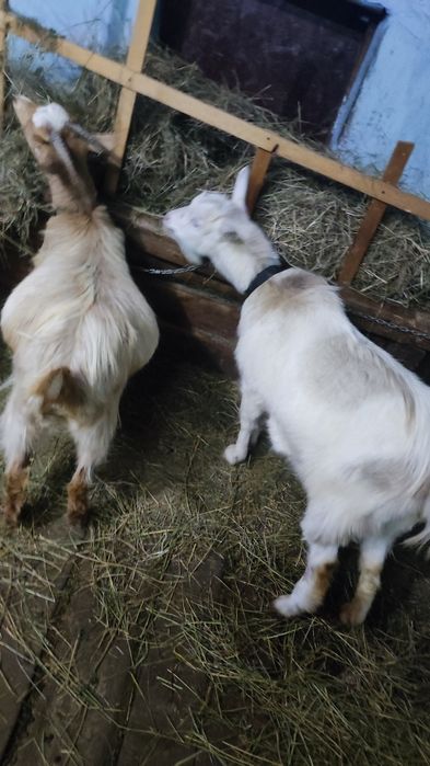 Vând 2 iedute de anul aceasta