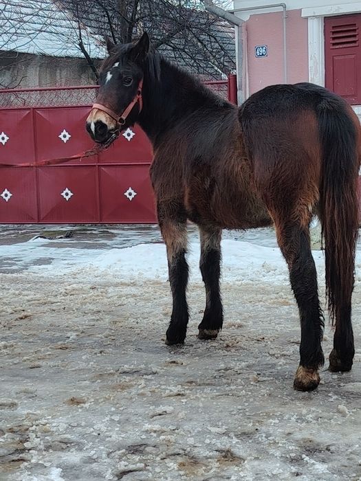 Mânză disponibilă