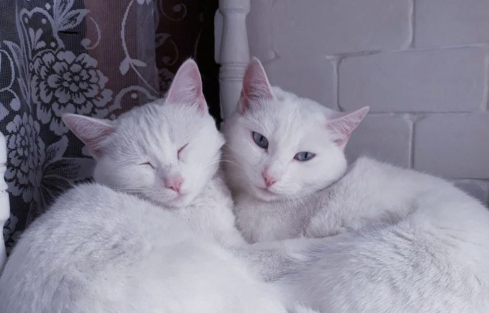Белоснежные Кельтские котята!