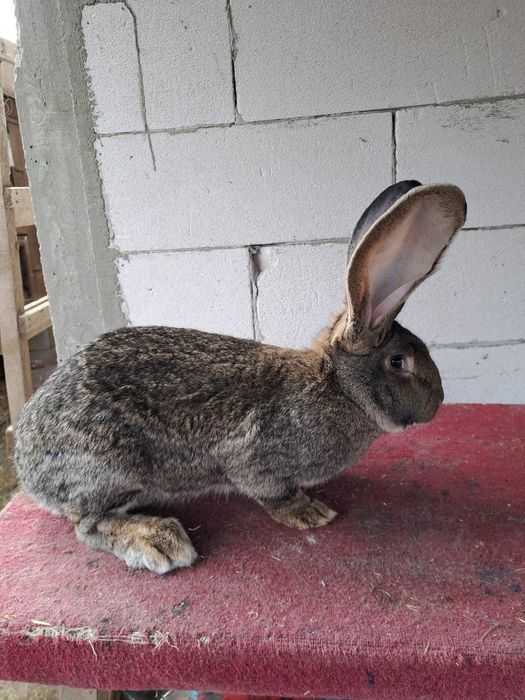 Femela uriaș german gri