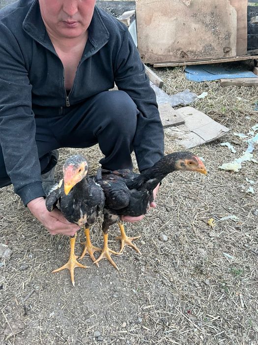 Даканы Жужики корейцы