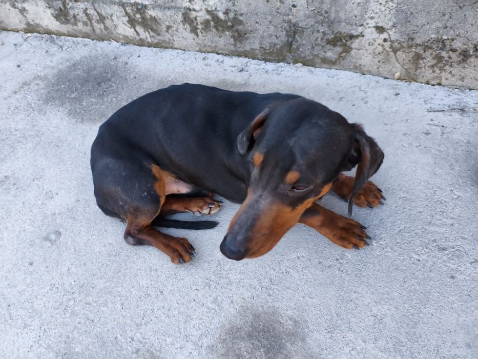 Собака от породы Такса