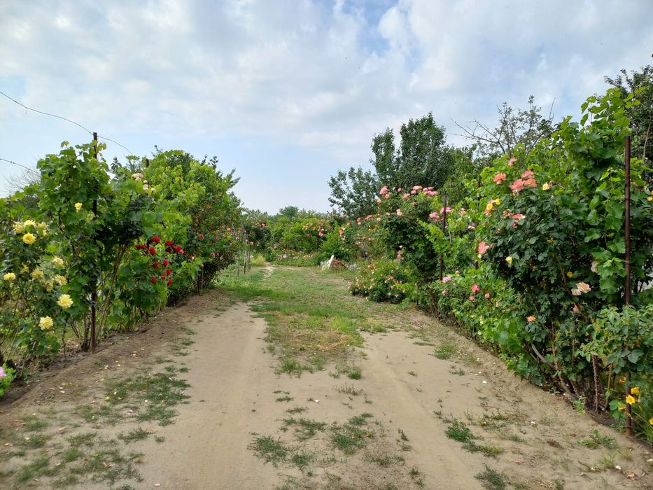 Mega oportunitate!Teren str Coacazului 1280 mp,Aleea1 Simnic!