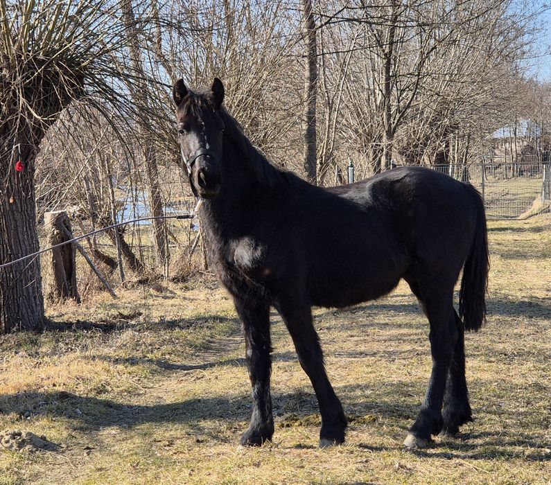 Vând/ schimb Mânz Frizian metis