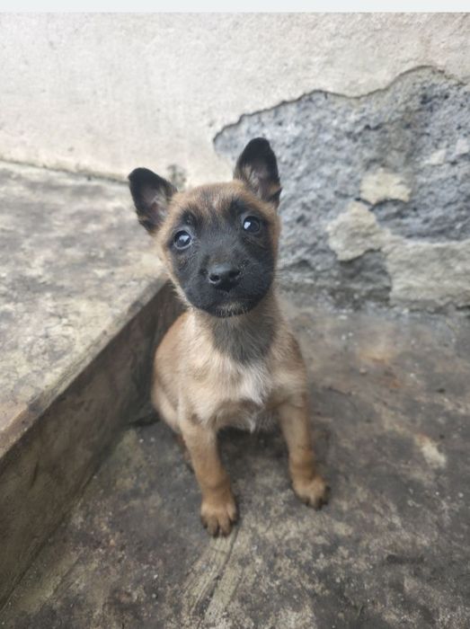 Белгийски овчарки