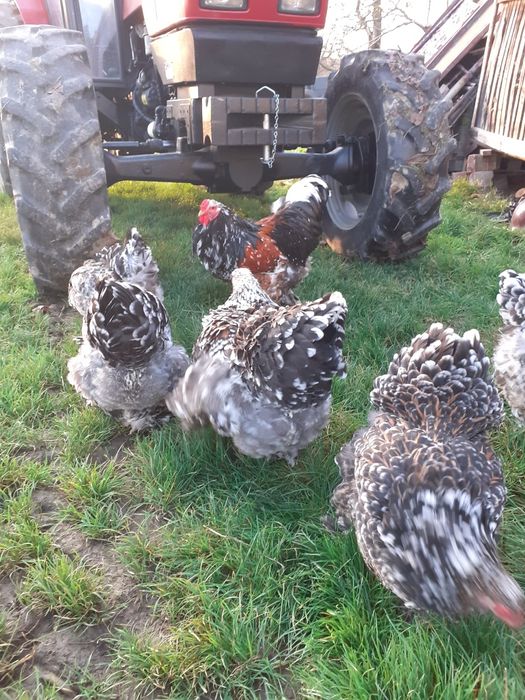 Ouă pentru incubare