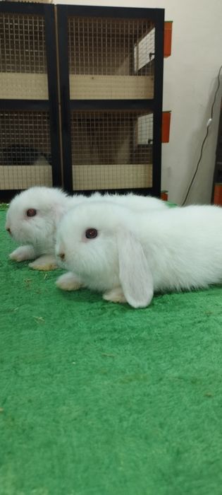 Кролики продажа  Узбекистан