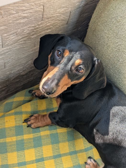 Собака такса в добрые руки