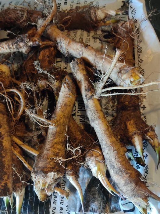 Хрен дикий, разного возраста