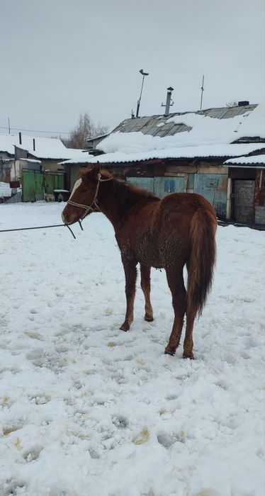 Продам жеребчика.