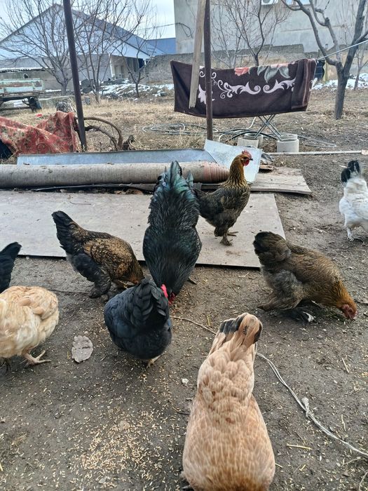 Куры все молодые