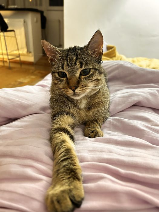 Pisica 6 luni adoptie