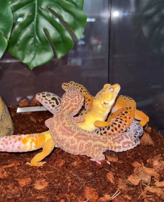 Екзотични животни широка гама- всякакви видове включително по-поръчка