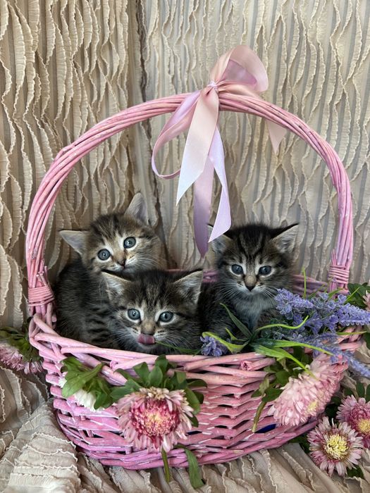 Котята в хорошие руки.