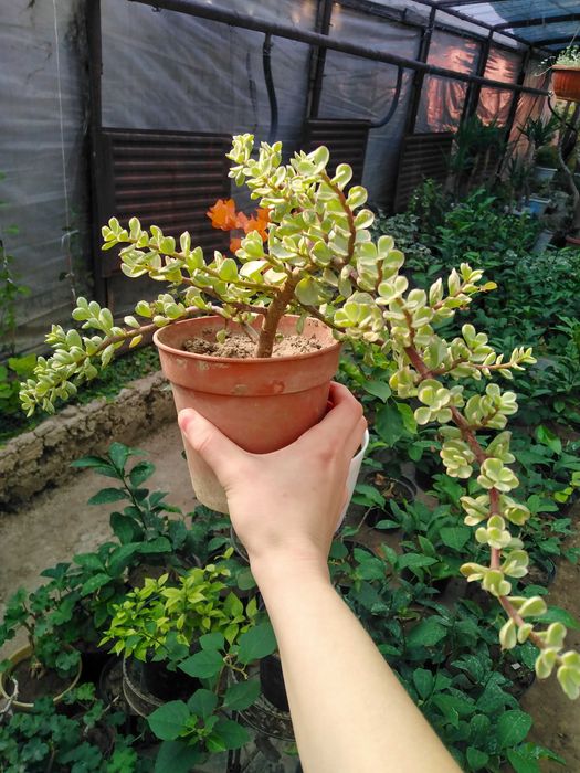 Суккуленты комнатные и уличные