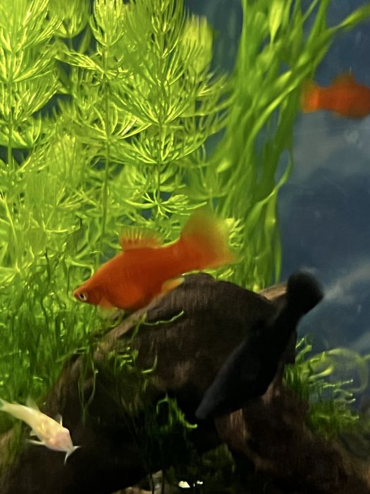 Меченосцы оранжевые