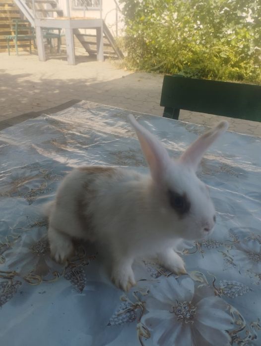 Декоративные кролики