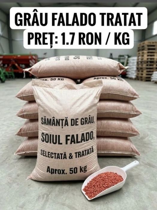 Grau de samanta soi FALADO , samanta de grau Falado, Sămânță de grâu Falado – selectată și tratată, saci ~50 kg