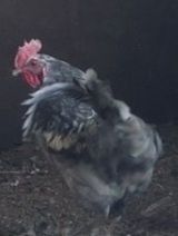 Брама әтештер сатылады бір жылдық