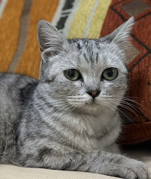 Кошечка ищет дом