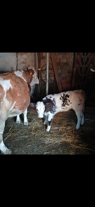 Vand vaca cu vitea belgiana