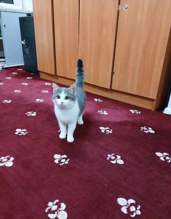 Отдам в добрые ручки