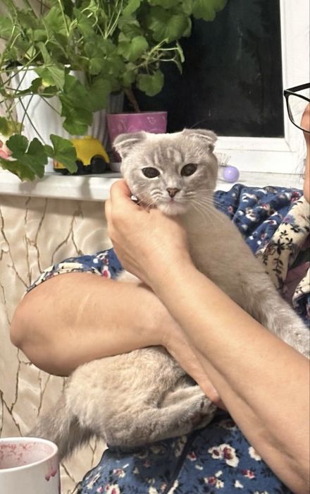 Отдам кота веслоуху голубоглазого