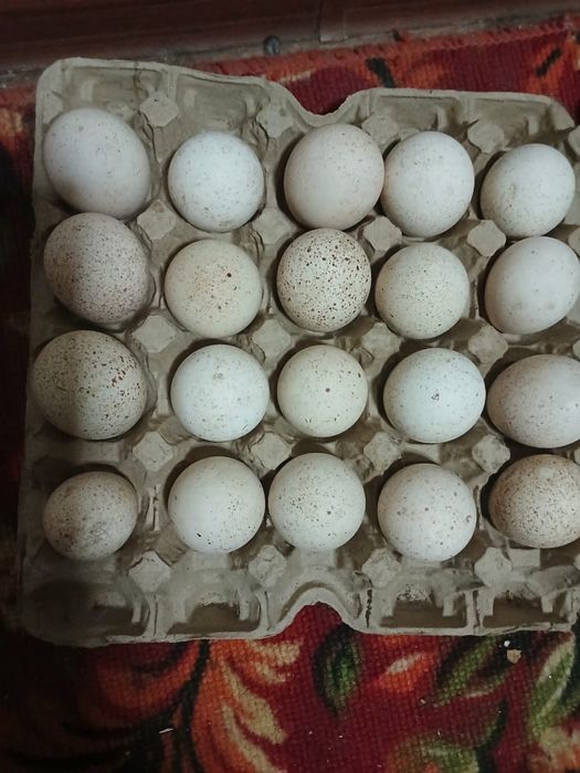 Яйца индюшек гибрид