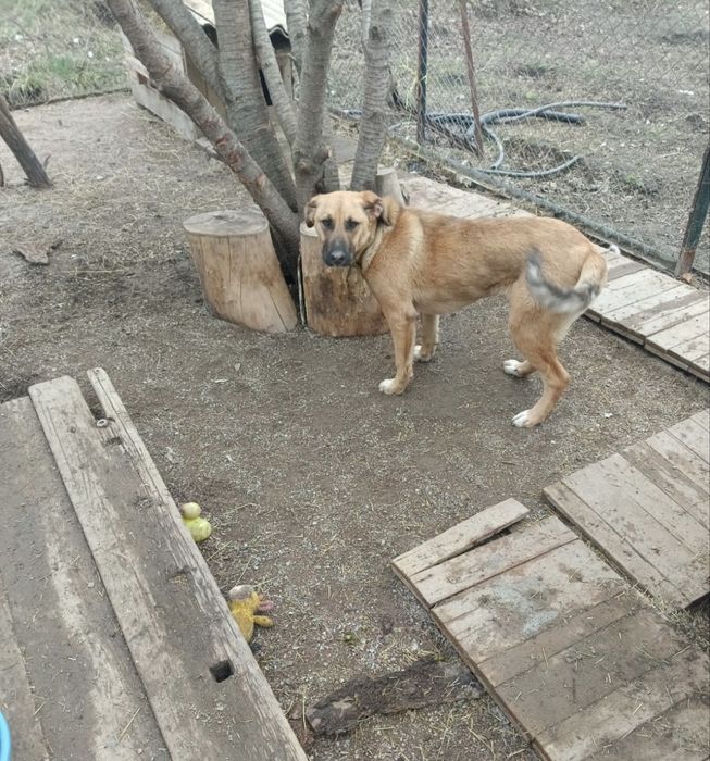 Собака ищет дом и добрую семью