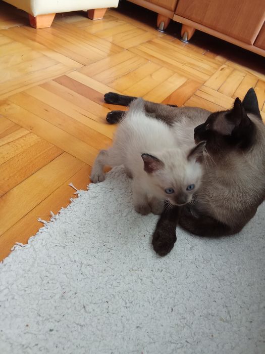 Мъжко сиамско коте  на 2 месеца