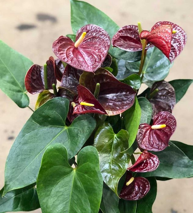 Комнатные цветы от 500 тн