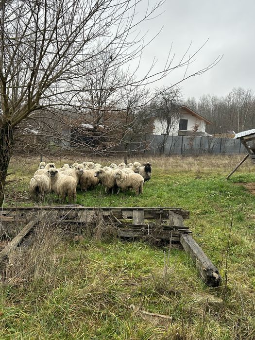 Vand oi miori stramiori si miele de anul trecut