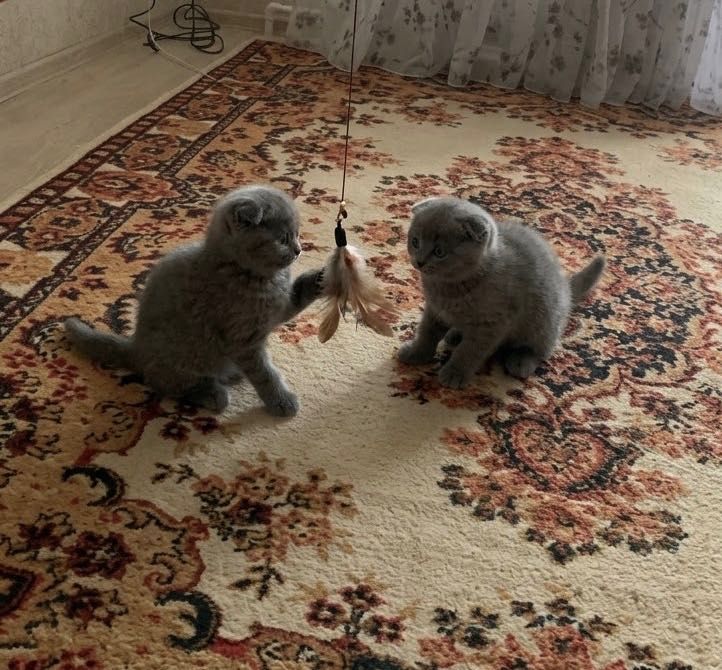 Вислоушки скоттиш фолд