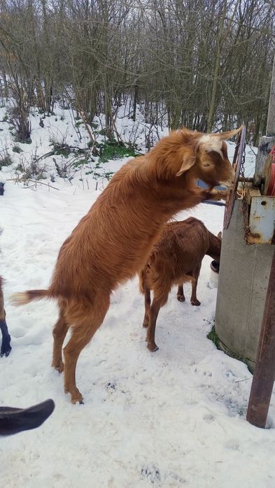 Vând capre tinere !