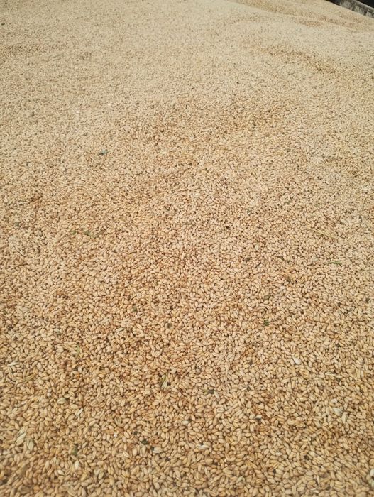 De vânzare 2 tone de grâu